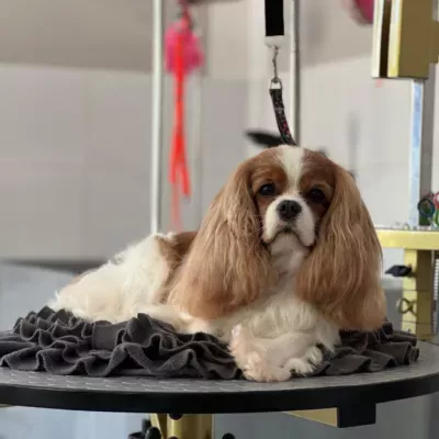 strzyzeniepazdziernik1