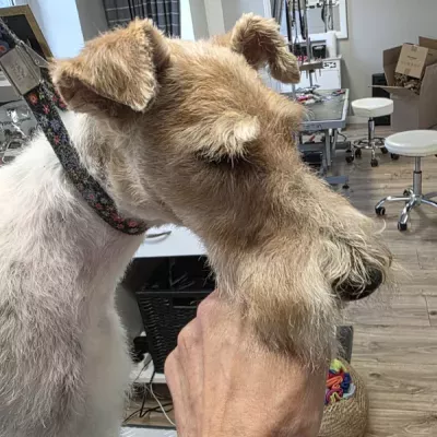 strzyzeniepazdziernik2